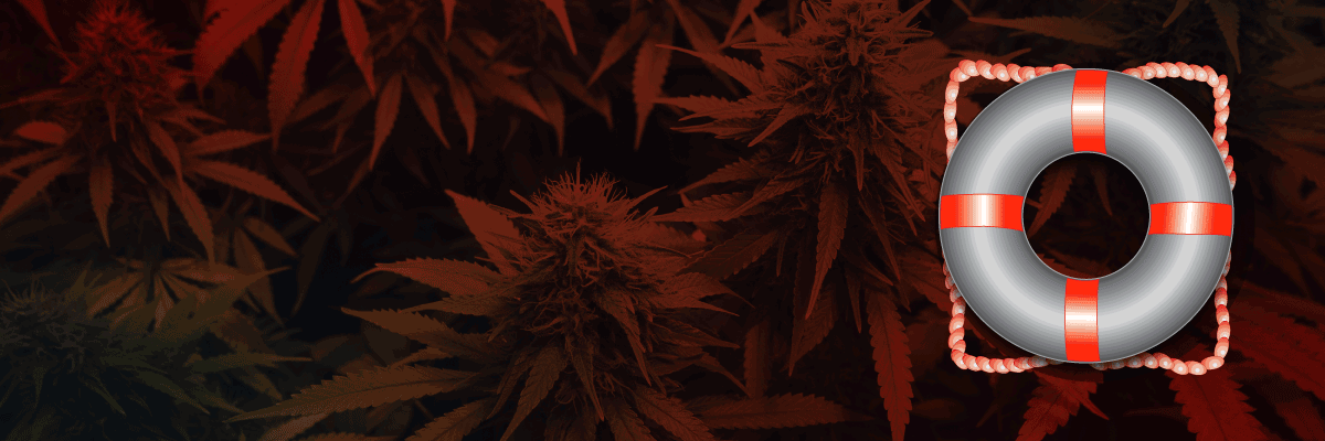 CSOSCannabisCut